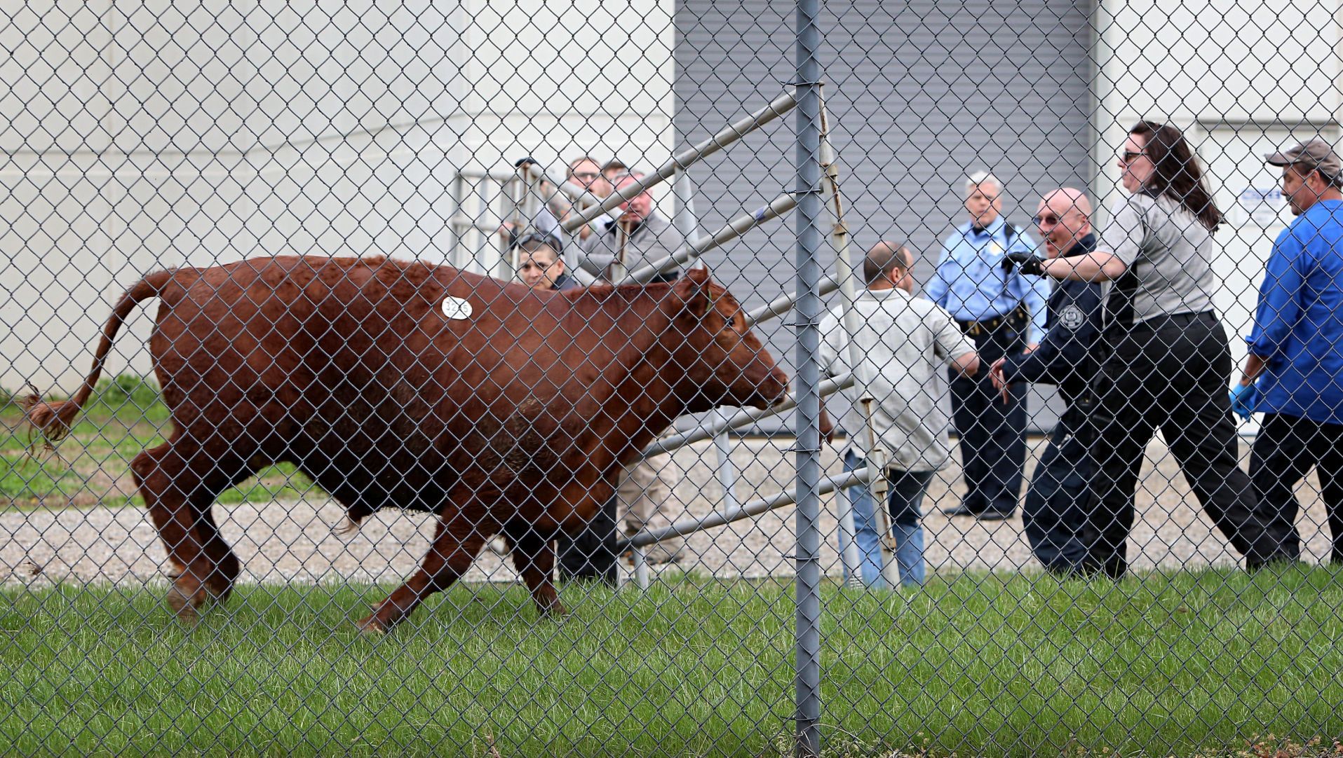 Heifer breaks for freedom